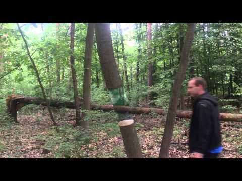 Illusion Painting on tree