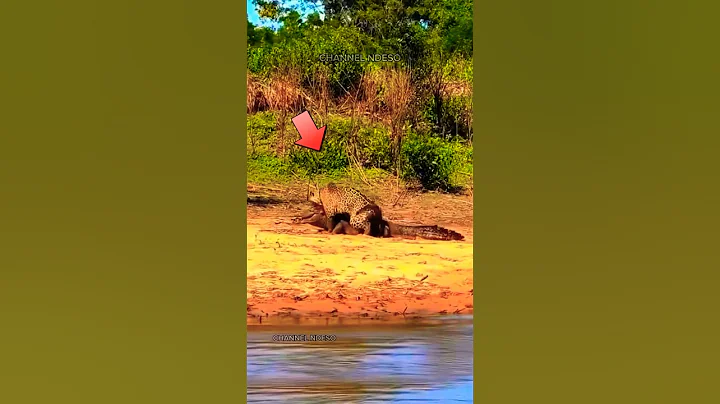 Oh my gosh, the fierce leopard fight made the crocodile unable to move #foryou #shorts #trending