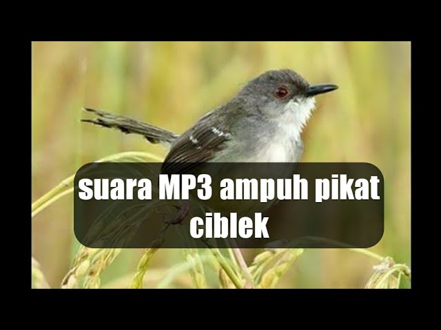 Suara pikat burung ciblek paling ampuh class=