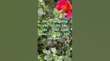 Bạn ơi! Công việc nào thì cũng có ít nhiều vất vã! Khi về nhà bạn hãy ngắm hoa sẽ hết mệt mỏi n