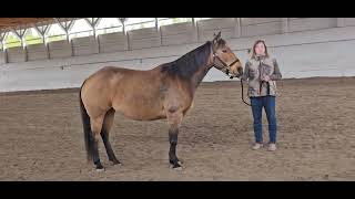 Lisa May - SHEZ A LITTLE GEM Green Horse W/T Ranch Conformation & Green Rider W/T Ranch Conformation