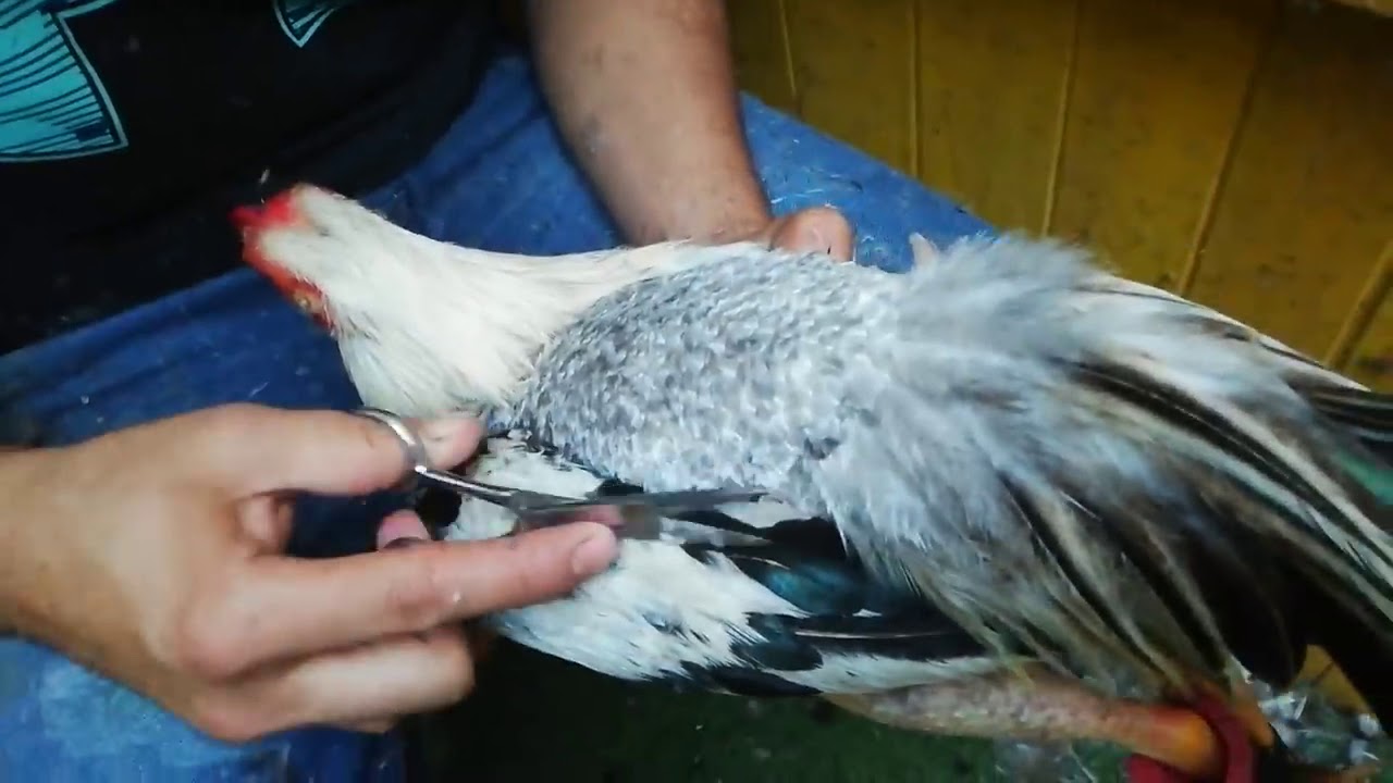 Arreglo de lomo, cola y golilla