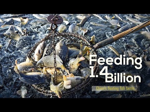 Feeding 1.4 billion  China's floating fish farms