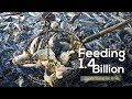 Feeding 1.4 billion  China