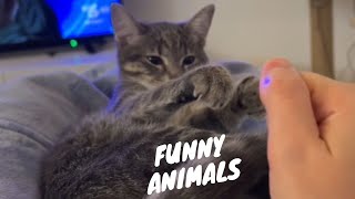 Furry Funnies Unleashed | Dogs and Cats Gone Wild! | PETASTIC 🐾