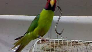 plum headed parakeet.... OTTO