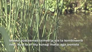 Beth Chatto Aiakujundustehnikad Aia- Ja Kodusaade, 04.10.2014