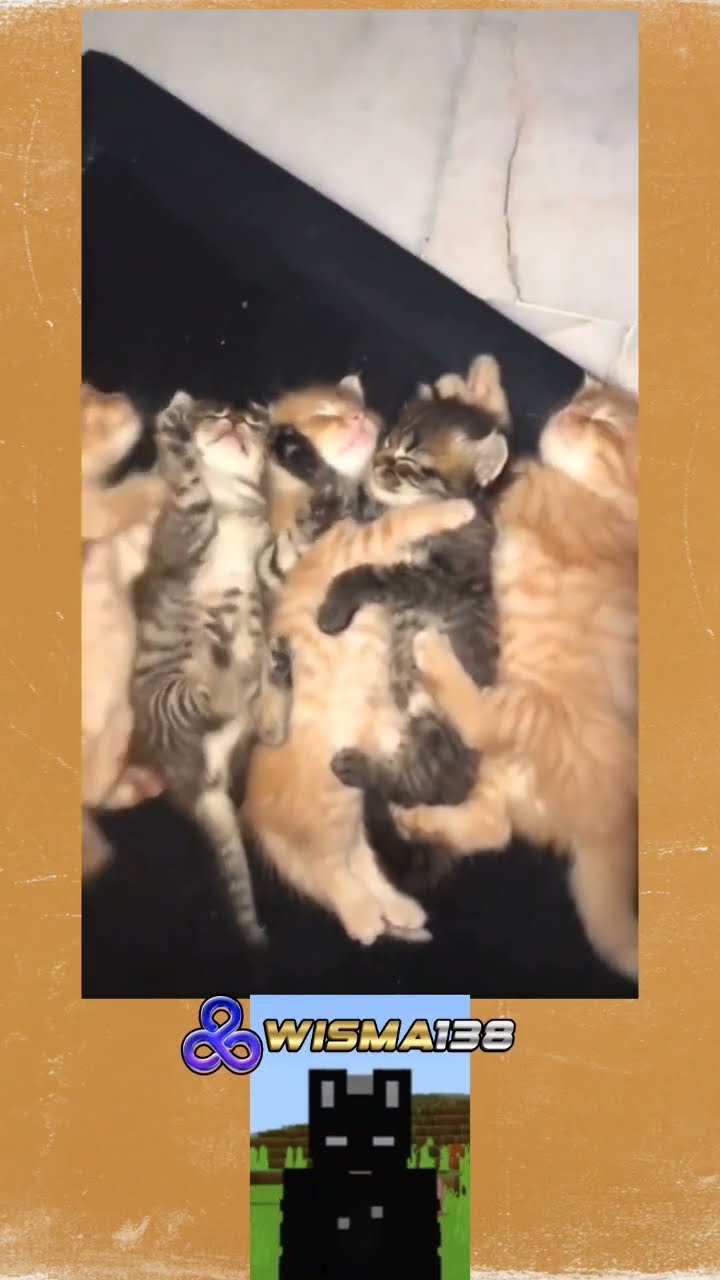 Dahlah #cat #wisma138 #slotgacorhariini #viral #shorts - YouTube