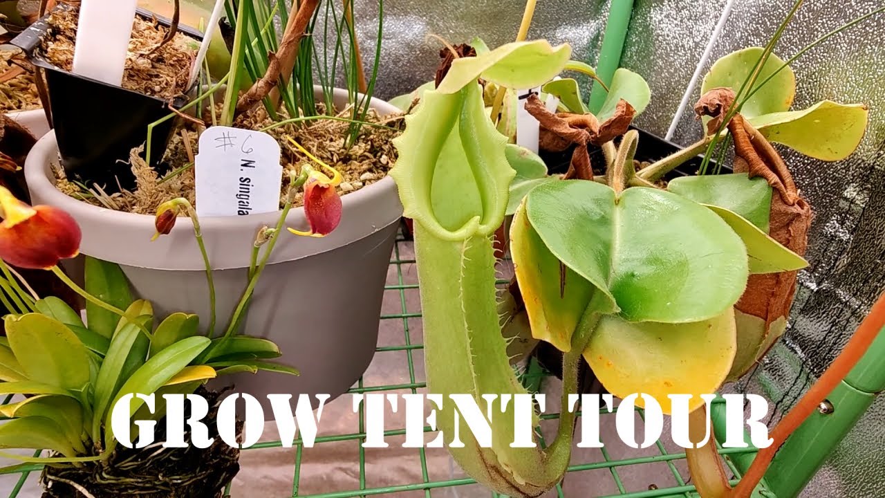 Late February Carnivorous Grow Tent Tour - 2/26/2022