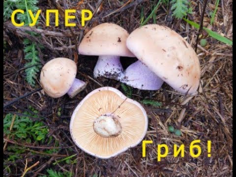 Сбор грибов синеножки рядовка Два ведра вкуснейшего гриба