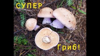 картинка: Сбор грибов синеножки рядовка Два ведра вкуснейшего гриба