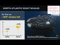 Saving Whales With Deep Learning - Piotr Niedźwiedź - Strata+Hadoop World 2016 London
