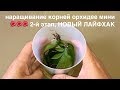 наращивание корней орхидее мини 🌺🌺🌺 2-й этап, НОВЫЙ ЛАЙФХАК