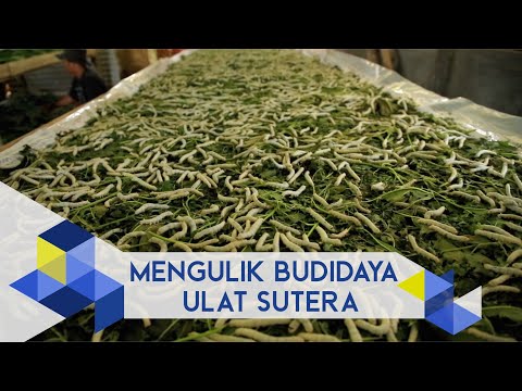 Video: Informasi Tentang Ulat Sutera - Budidaya Ulat Sutera Bersama Anak