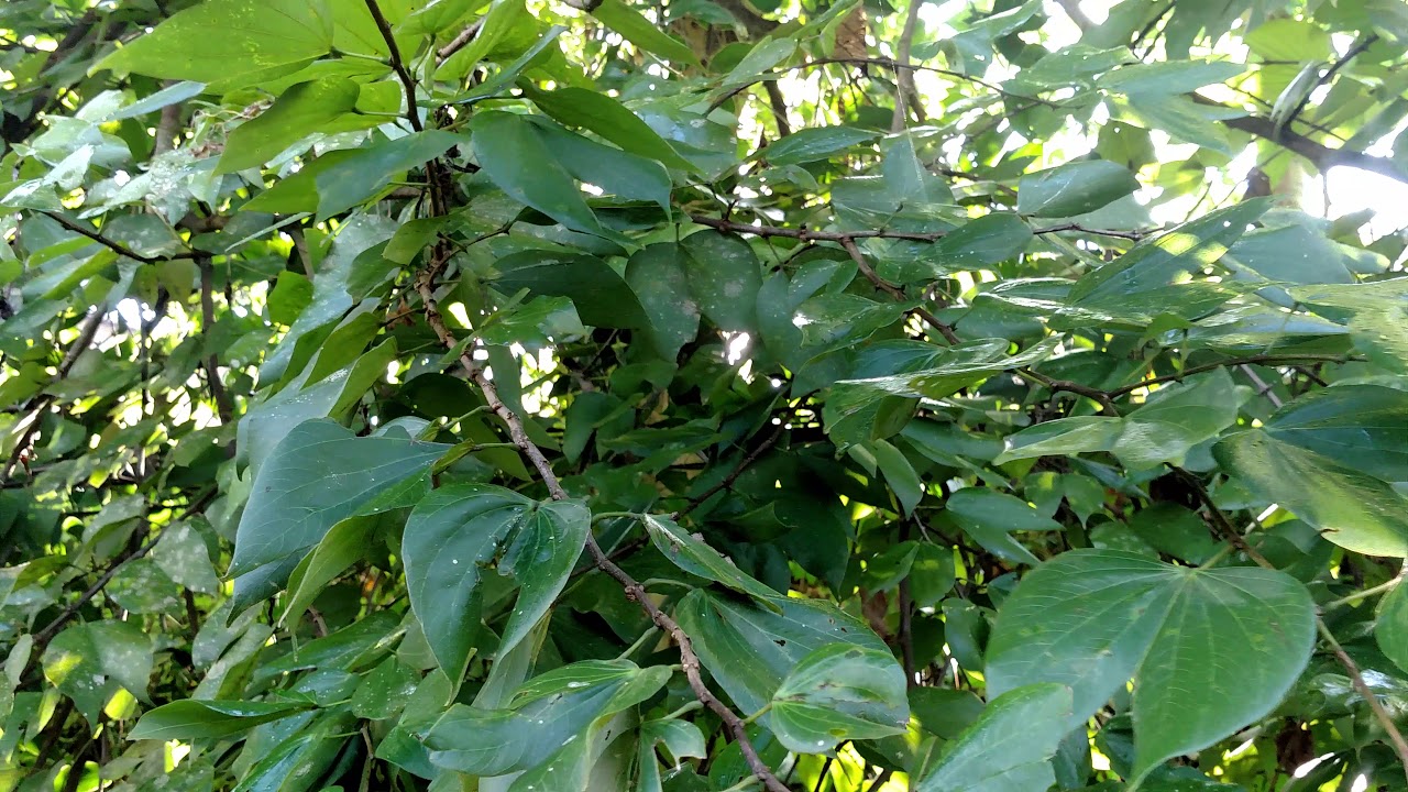 PATA-DE-VACA BRASILEIRA, BAUHINIA FORFICATA.