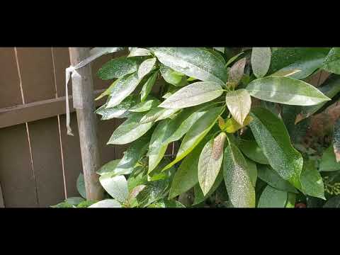 Protect Fruit trees