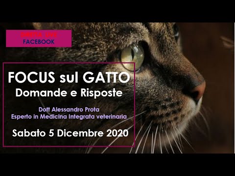 Video: Domande sulla salute del gatto