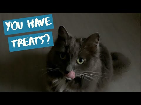 cats-reaction-to-hearing-treats-open