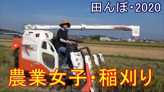 稲刈り2日目・最後の稲刈り　田んぼ・2020