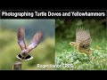 Photographing Turtle Doves and Yellowhammers using the OM1mkII and the 150-400mm lens