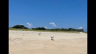 Seagull Walk