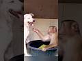 Cutest Monkey Dance You’ll See Today 🐒❤️#cutemonkey #monkeydance #funnyanimals#funnyshorts #dog#cat