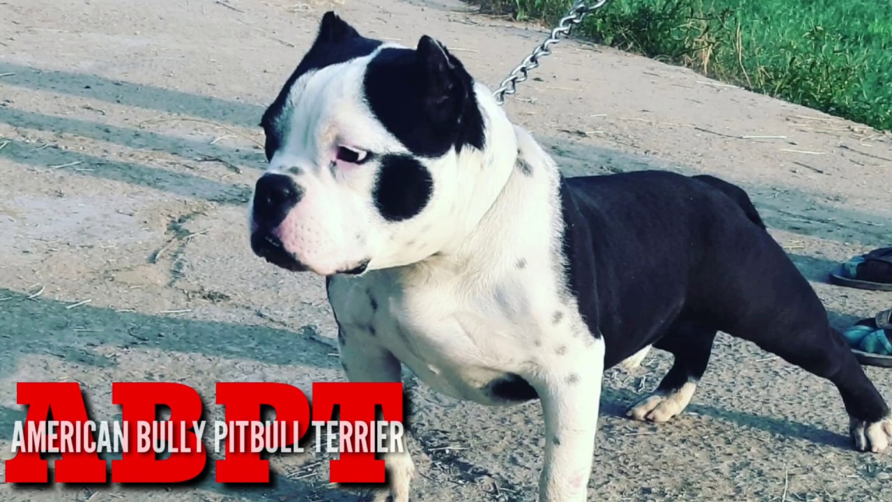 pitbull terrier for sale