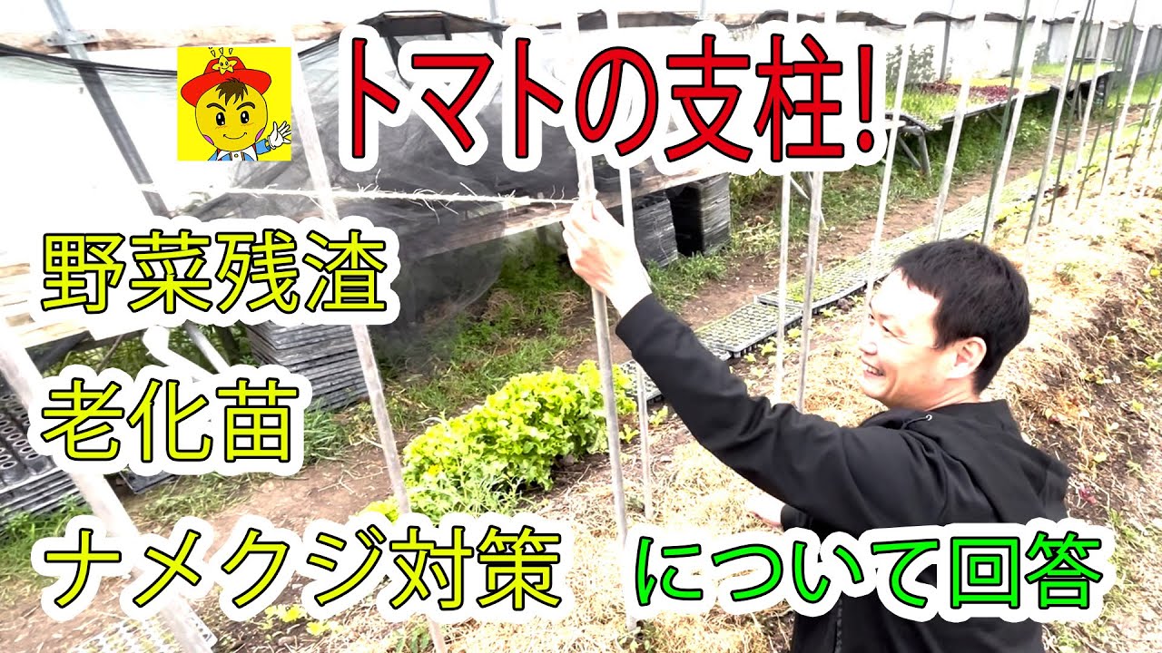 【自然栽培136】野菜の残渣、老化苗、株間、ナメクジ対策について、お答えします🌈！トマトの支柱を上手に作ろう！