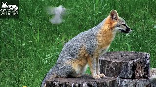 A fox meets a tiny feathered fur thief