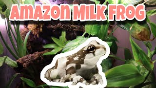 Complete Amazon Milk Frog Care!!