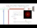 Sted confocal superrsolution  leica tcs sp8 sted 3x