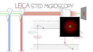 STED Confocal Super-Resolution - Leica TCS SP8 STED 3X