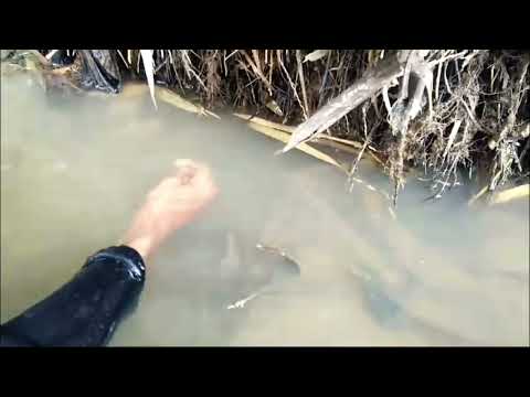 detik detik belut babon berubah menjadi ular gess🤣🤣