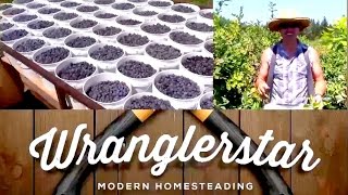 Abundant Blueberry Harvest  | Wranglerstar