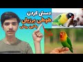 آموزش دستی کردن طوطی برزیلی طوطیت رو فقط در چند قدم اهلی کن آموزش دستی کردن طوطی برزیلی طوطیت رو فقط در چند قدم اهلی کن