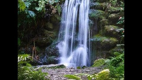 Masteran bren ciblek dan suara air untuk terapi burung ciblek macet bunyi