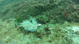 Giant Nudibranch Hunting Anemone