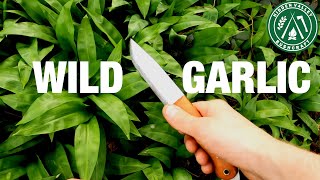 Spring Foraging | Wild Garlic UK | ID & Uses | Edible Wild Plants
