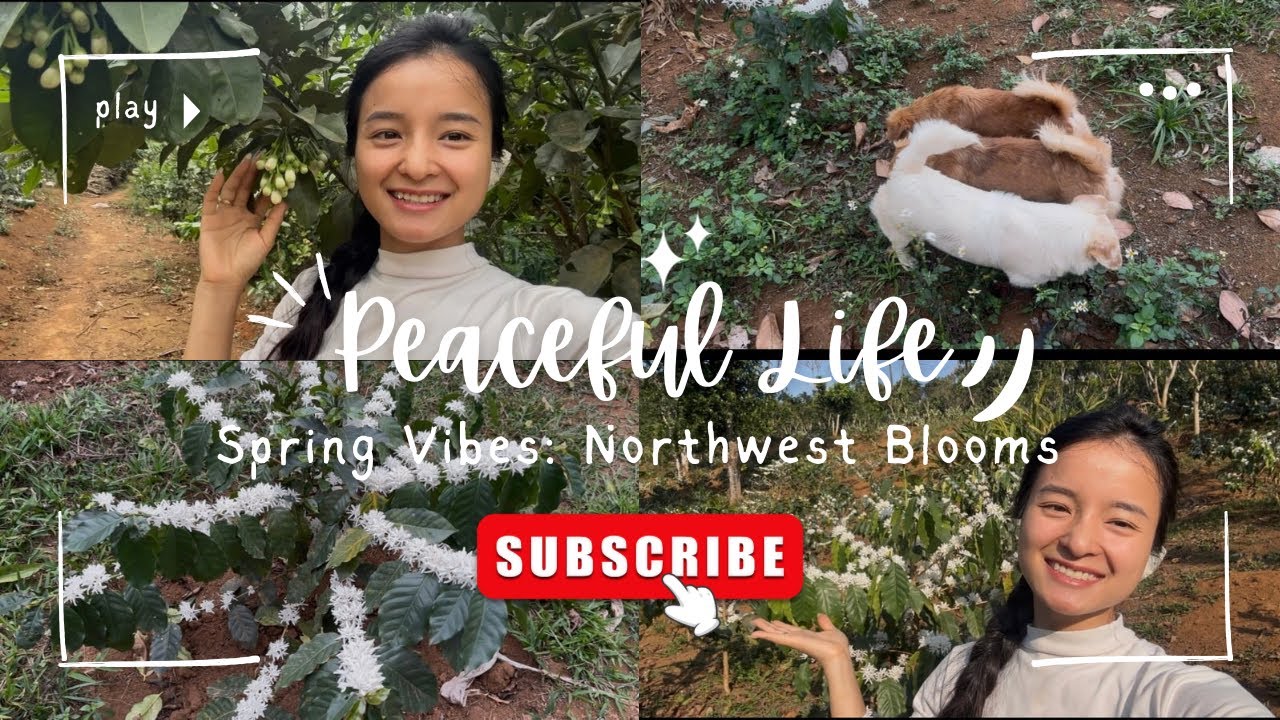 Thơm Ngát Hương Hoa Cà Phê | Sweet Scent of Coffee Flowers & My First Baby Plums