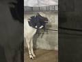 Deonar Bakra Mandi..#shorts #deonarbakra #deonarmandi #bakramandi #goats #bakra #animals #trending