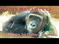 ゲンタロウ、誕生日おめでとう♪ゲンの1年間の成長の記録♪【京都市動物園 2021/12/21日が誕生日】