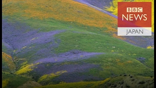 米カリフォルニア州の「スーパーブルーム」現象　荒野が花いっぱいに