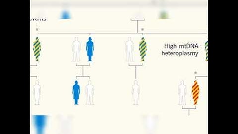 Mitochondrial Inheritance... Does paternal inheritance really occurs?