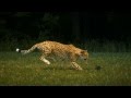 Cheetah - Super Slow Motion (HD)