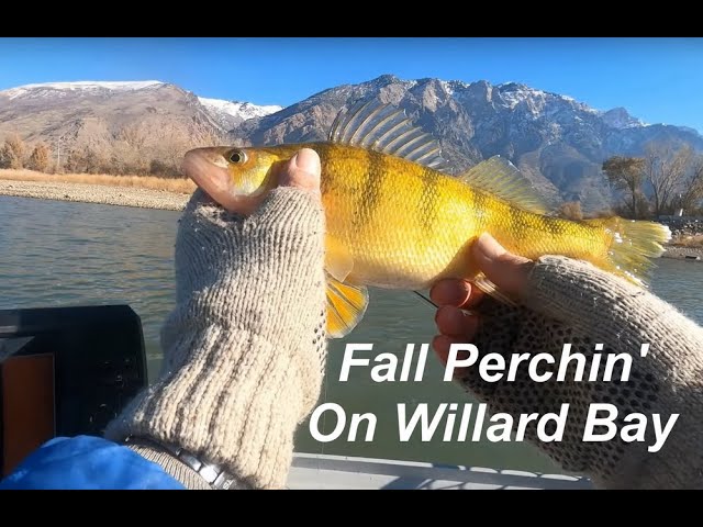Catching Fat Perch while Ice Fishing Willard Bay State Park, Ice Fishing  Utah, 2021 