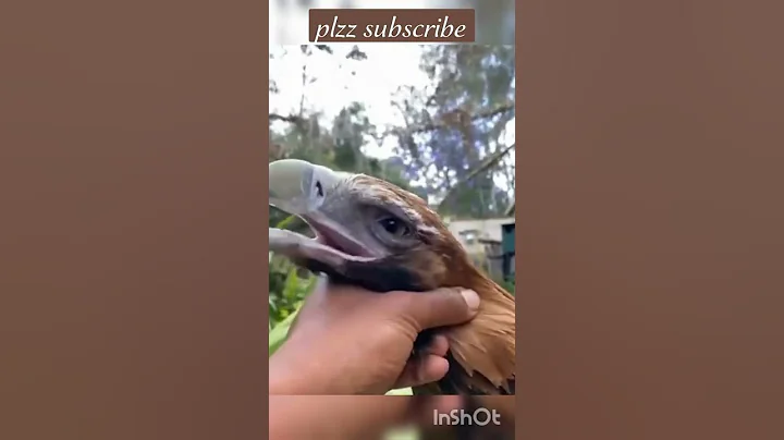 A wedge tailed eagle...