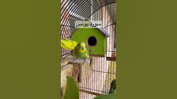 #سورة_يونس #قرآن #عبدالباسط_عبدالصمد #اكسبلور #العراق #طيور #البادجي #مصر #quran #birds #budgies