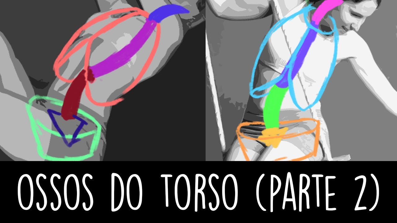 [ANATOMIA] - Caixa torácica, Coluna e Bacia (Parte 2)