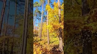 Pogodny jesienny dzień w lesie (2023) A sunny autumn day in the forest (4K/UHD)