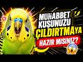 Kuşunuzu  Mutluluktan Çıldırtmaya Hazırmısınız ?Muhabbet Kuşu sesi - Alıştırma ve Mutluluk sesleri